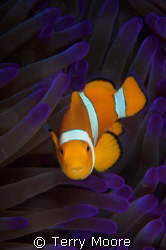 Anemone fish taken at Tufi Dive Resort PNG by Terry Moore 